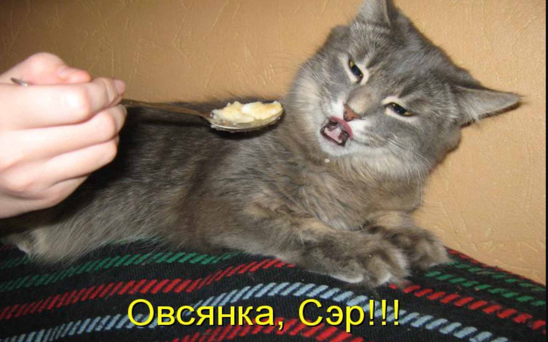 Овсянка — это незаменимый продукт в рационе наших кошек, который способствует их здоровью и благополучию