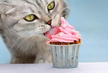Кошки не способны усваивать сахар (глюкозу), так как у них нет необходимого фермента. У них слабая защита от бактерий, вызывающих брожение сахара в кишечнике, что приводит к диарее, метеоризму и болям в животе. Сладкое может вызвать диабет, кариес и ожирение
