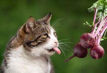 Свёклу можно давать кошкам. Она является ценным источником клетчатки и углеводов, что способствует сбалансированному питанию вашего питомца. Тем не менее, следует помнить о умеренности и правильно готовить свёклу, чтобы избежать негативных последствий.