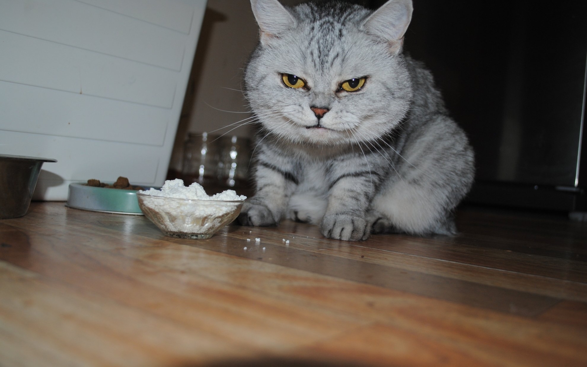 Аллергия на творог у кошек — это серьёзная проблема, которую необходимо учитывать при составлении рациона вашего питомца
