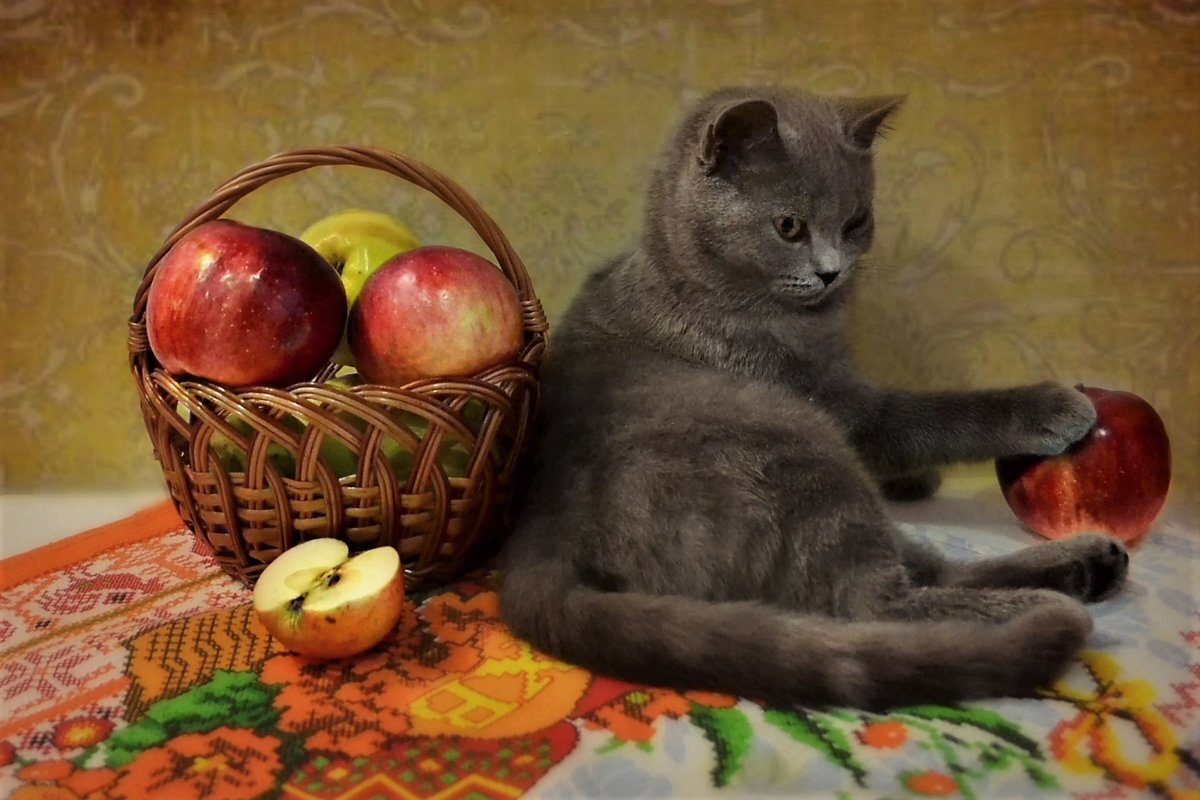 Можно ли кошкам есть яблоки? Ответ положительный, но есть определённые условия