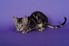 Немецкий рекс-порода домашних кошек,относящаяся к короткошёрстной группе.Самая первая из существующих пород, имеющих кучерявую шерсть.Тело среднего размера,спортивное и мускулистое,но не грубое