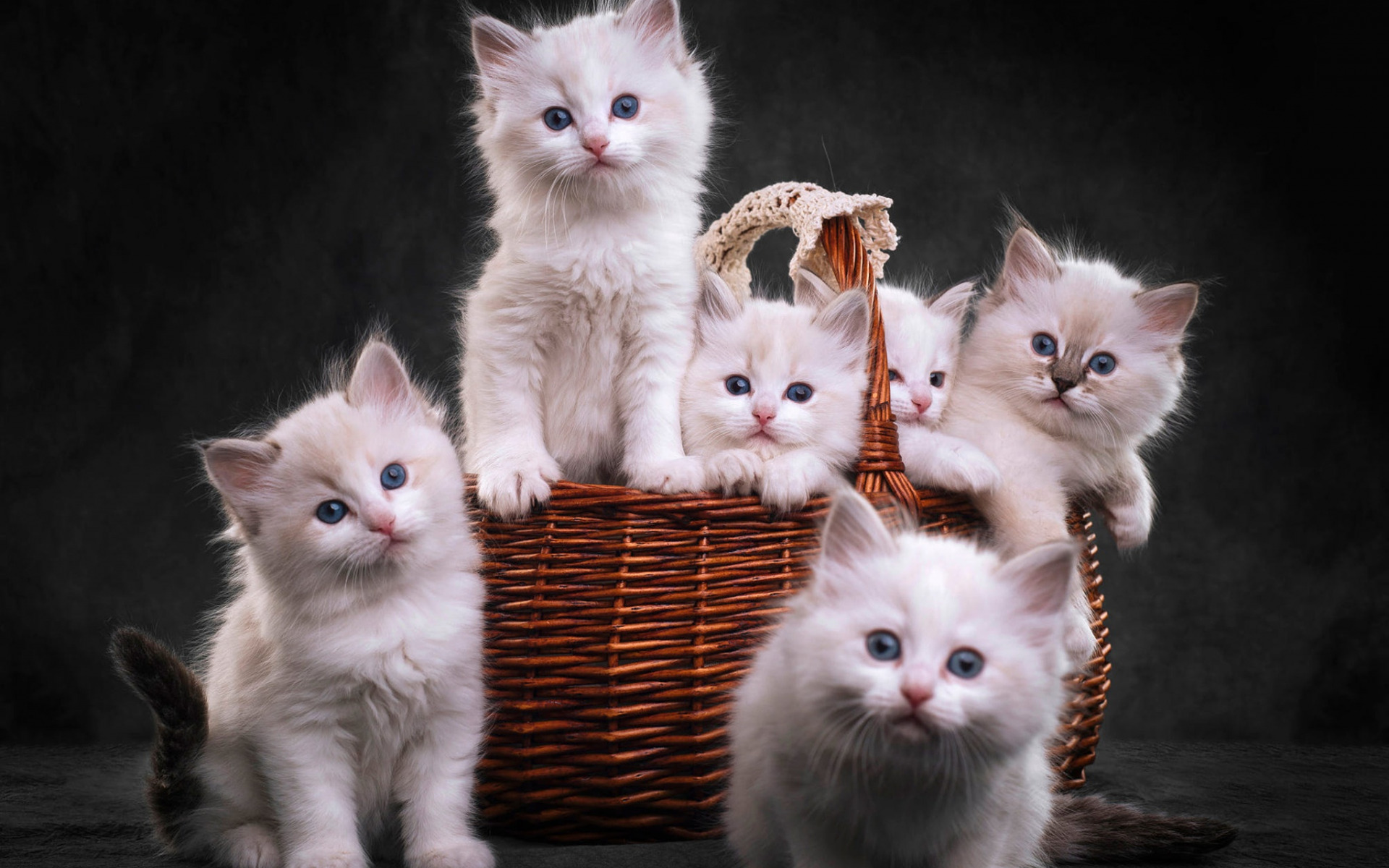 Котята маскарадной кошки с детства выглядят крепкими, коренастыми и очень пушистыми