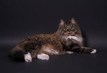 Норвежская лесная кошка-порода полудлинношёрстных кошек.Норвежские лесные кошки-довольно крупные животные.Взрослые коты могут весить до 10 кг.Эта порода кошек отличается невероятным спокойствием и неприхотливостью