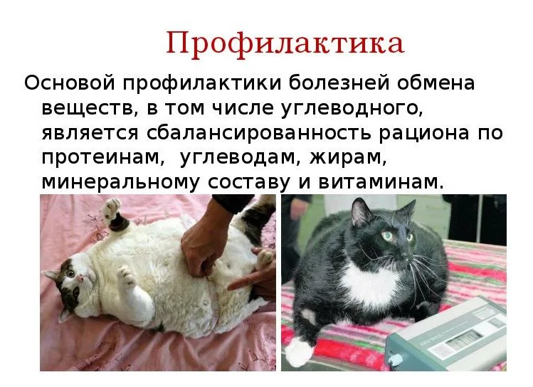 Обмен веществ у кошек – это основный процесс в организме, который обеспечивает их жизнедеятельность, рост и развитие
