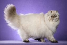 Персидская кошка-порода длинношёрстных кошек.Тело достаточно крупное, мускулистое, массивное.Грудь глубокая и широкая, спина-широкая и короткая.Костяк крепкий. Персидские кошки своенравны и упрямы,но довольно уравновешены