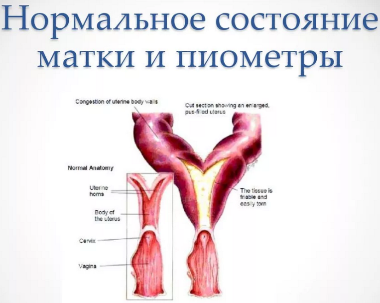 Пиометра у кошки – воспаление матки, при котором в ней образуется гнойное содержимое