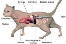 Проблемы с пищеварительной системой у кошек — один из самых частых поводов обращения к ветеринарным врачам.