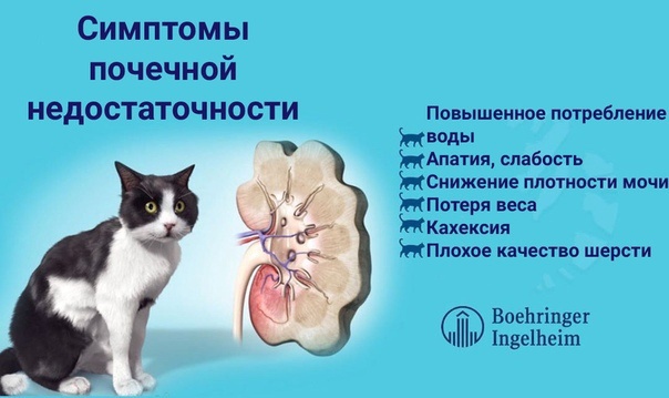 Почечная недостаточность у кошек – это состояние, при котором нарушается работа почек и проявляются клинические симптомы заболевания