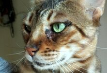 Ринотрахеит у кошек-симптомы и лечение в домашних условиях