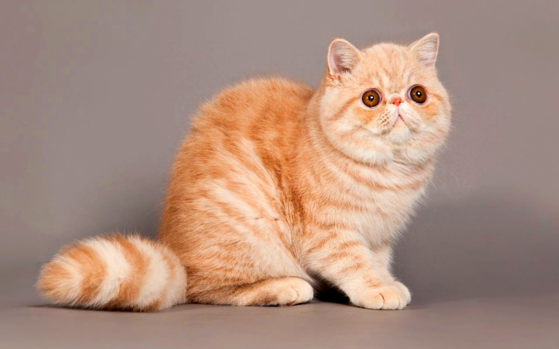 Санни — это имя, которое словно создано для рыжего кота с солнечным окрасом и жизнерадостным характером. Оно как нельзя лучше передаёт его яркую натуру и позитивный настрой