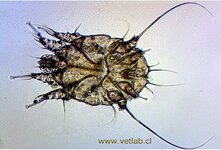 Саркоптоз у кошек является паразитарным заболеванием, которое вызывает чесоточный клещ рода Sarcoptes. Паразит проникает под кожу, увидеть его нельзя, так как он обладает миниатюрными размерами