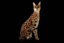 Кошка сервал-хищное млекопитающее семейства кошачьих.Стройная, длинноногая кошка средних размеров.Сервалы имеют совсем другое поведение,чем домашняя кошка,и предъявляют особые требования по уходу