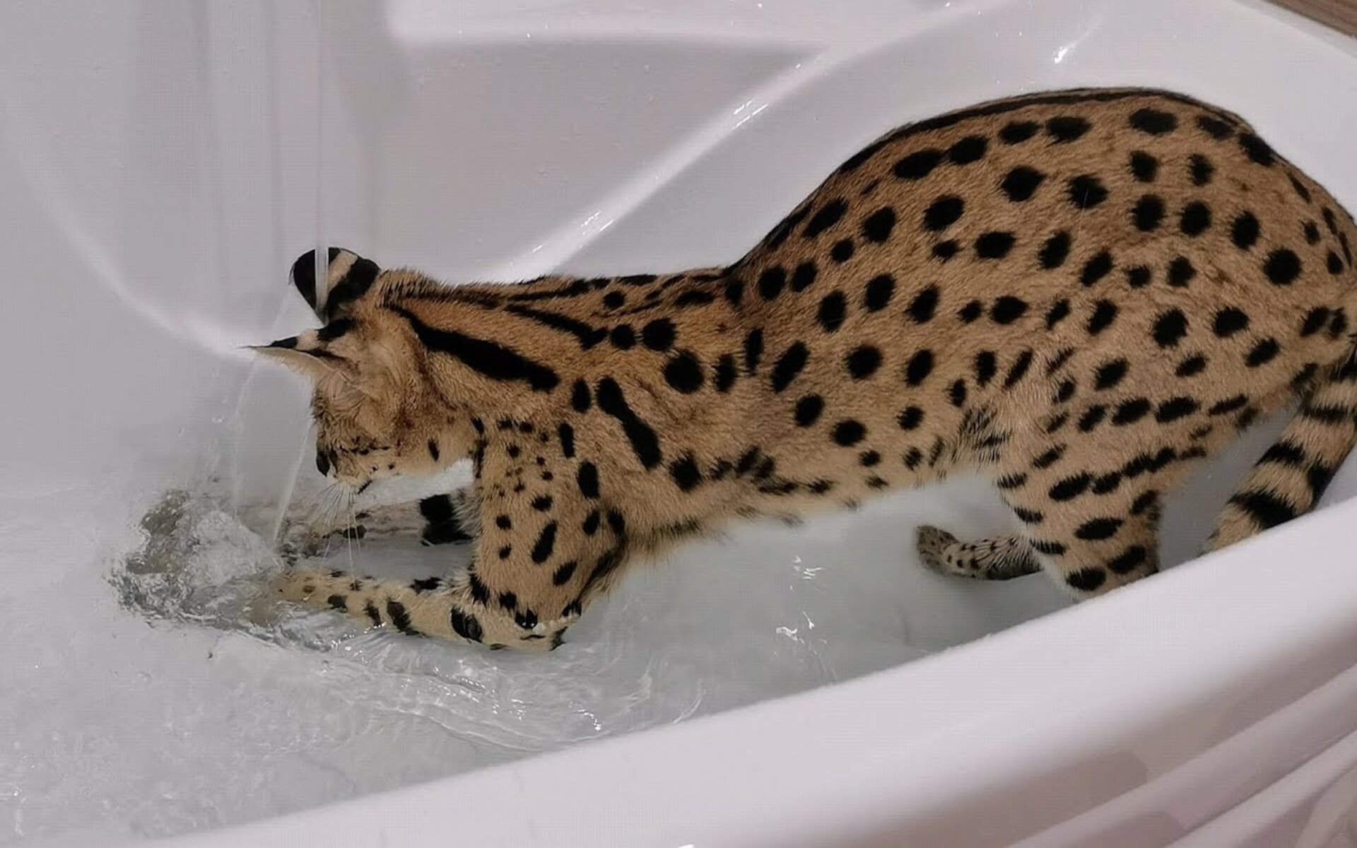 Сервалы просто обожают водные процедуры. Игривые по натуре, они любят плескаться и играть водой