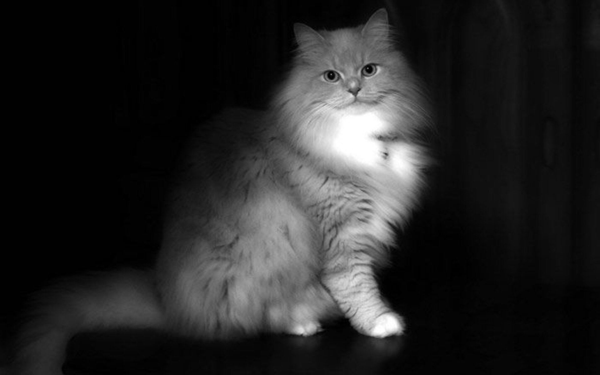 Серый окрас кота породы рагамаффин.В окрасе допустимы светлые вкрапления.