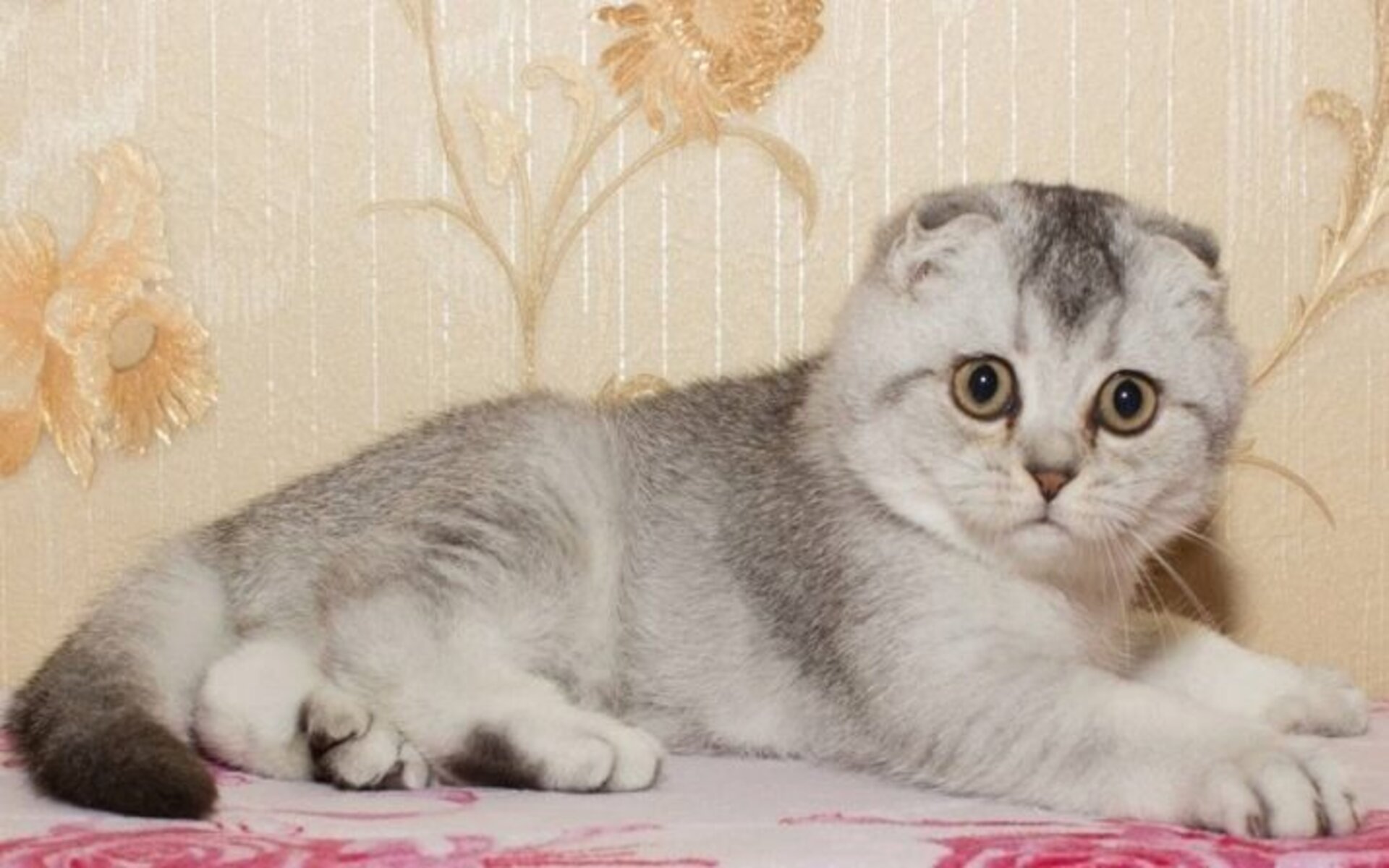 Затушёванный окрас кошки породы скоттиш-фолд немного схож с дымчатым, но различаются они тем, что при затушёванной расцветке белым или светлым будет являться почти весь волосок, и только самый верхний, третий сегмент волоска остаётся цветным