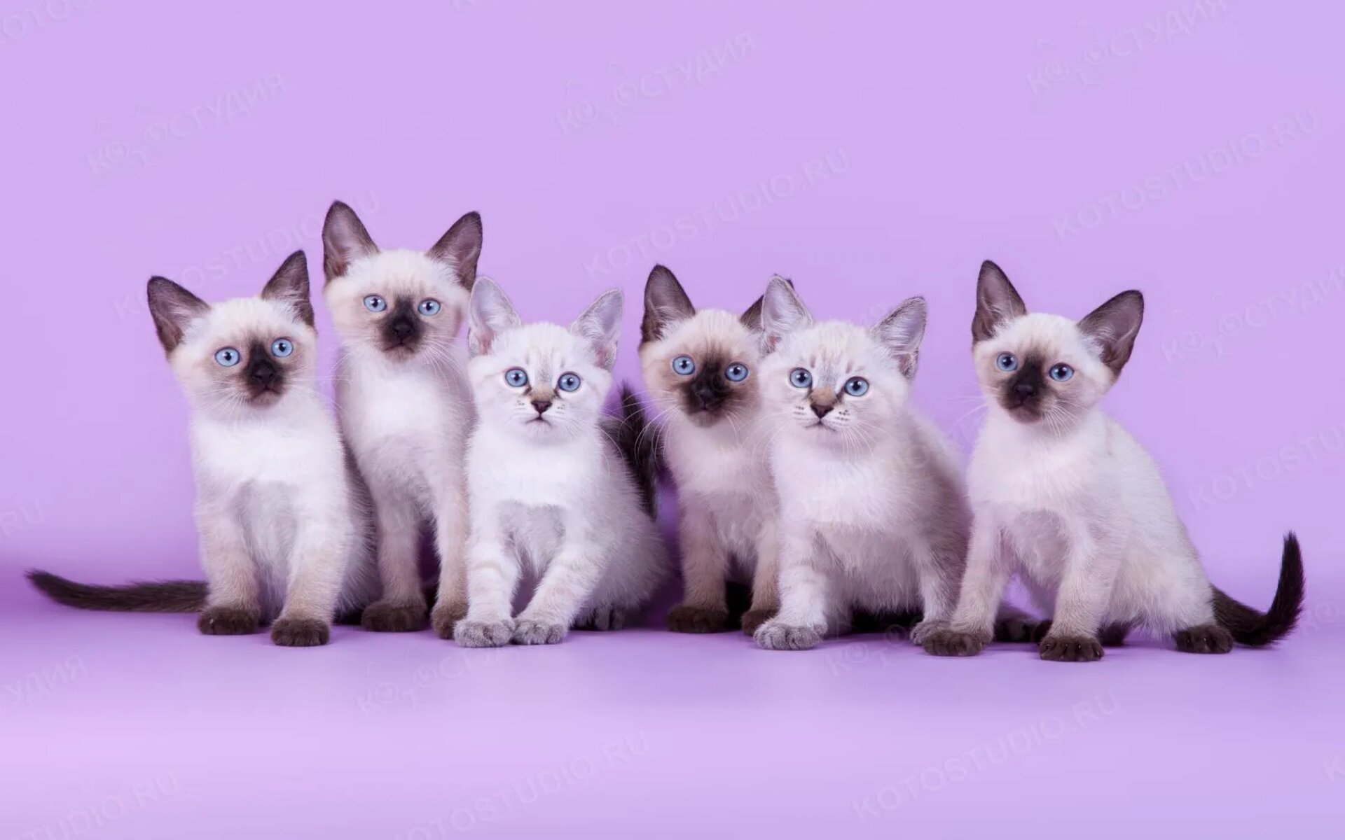 Котята сиамской породы кошек рождаются с белой шерстью без отметин. Нос и подушечки лап окрашены в розовый цвет. Только через две недели на шерсти котенка постепенно появляются отметины, которые с ростом животного темнеют