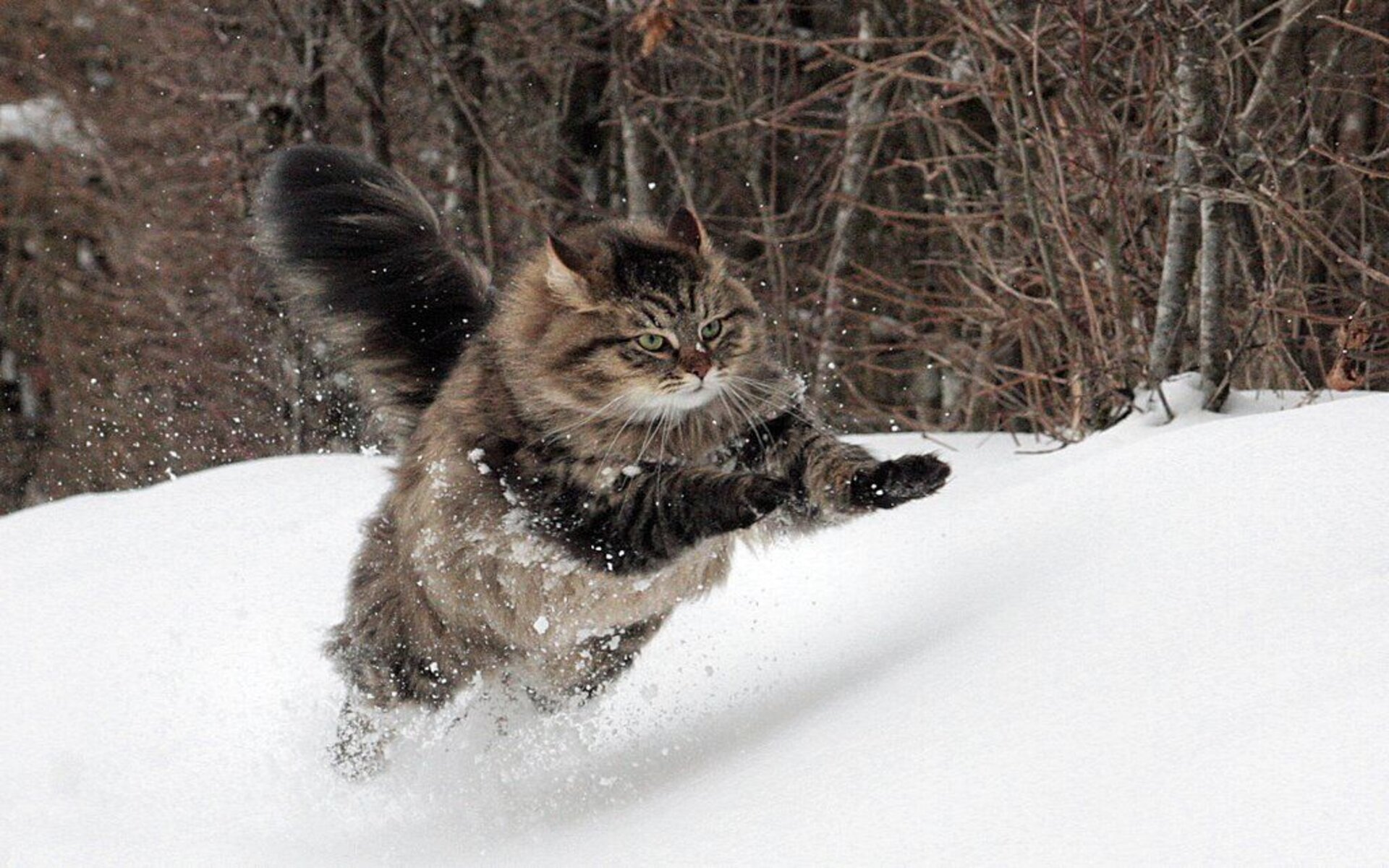 Сибирские коты являются лучшими охотниками. Они истребят всех грызунов и мелких птиц на участке