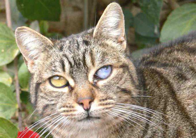 Токсоплазмоз у кошек относится к одним из самых распространенных паразитарных зооантропонозов