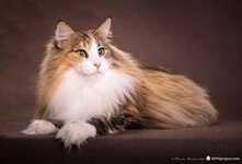 Выбор имени для трехцветной кошки – это особенное и волнующее событие. Трехцветные кошки, также известные как калико, уникальны своим окрасом, сочетающим в себе белый, черный и рыжий цвета. Их неповторимая внешность вдохновляет на поиск особенного имени, отражающего их красоту и характер