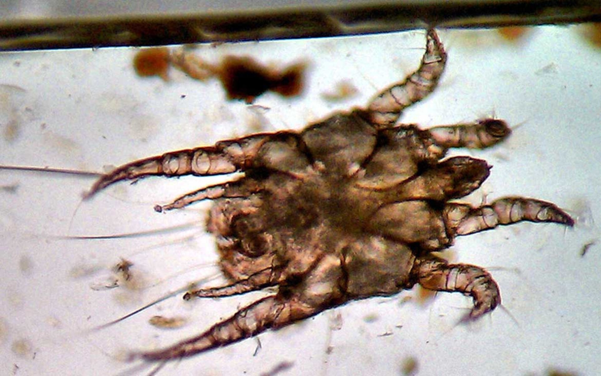 Чесоточные ушные клещи у кошек – паразиты типа членистоногие. Чешуйчатое тельце взрослого клеща имеет овальную форму с четырьмя парами оформившихся конечностей у самцов и тремя парами оформившихся конечностей и одной рудиментарной – у самок.