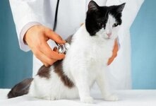 Вирусный перитонит кошек: описание, диагностика, лечение